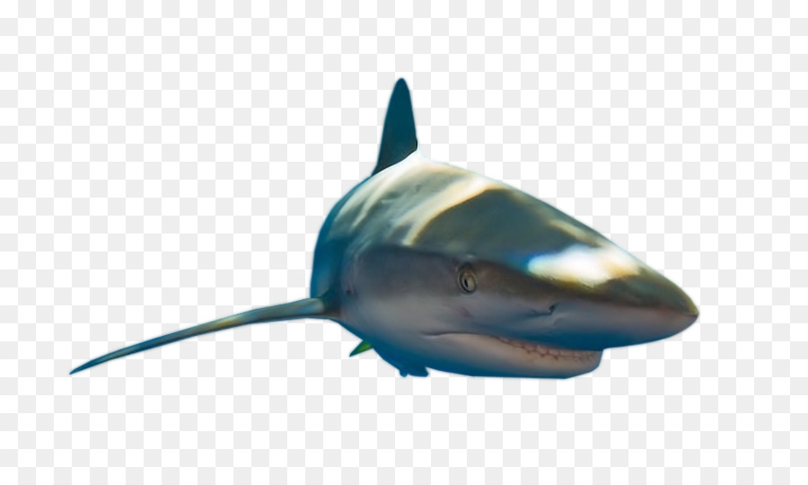 Tiburón，Pez PNG