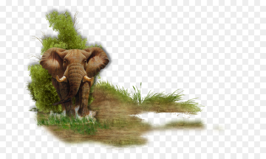 Elefante Indio，El Elefante Africano PNG