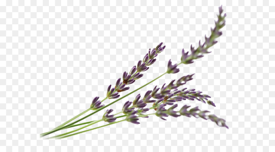 Lavanda，Flor PNG