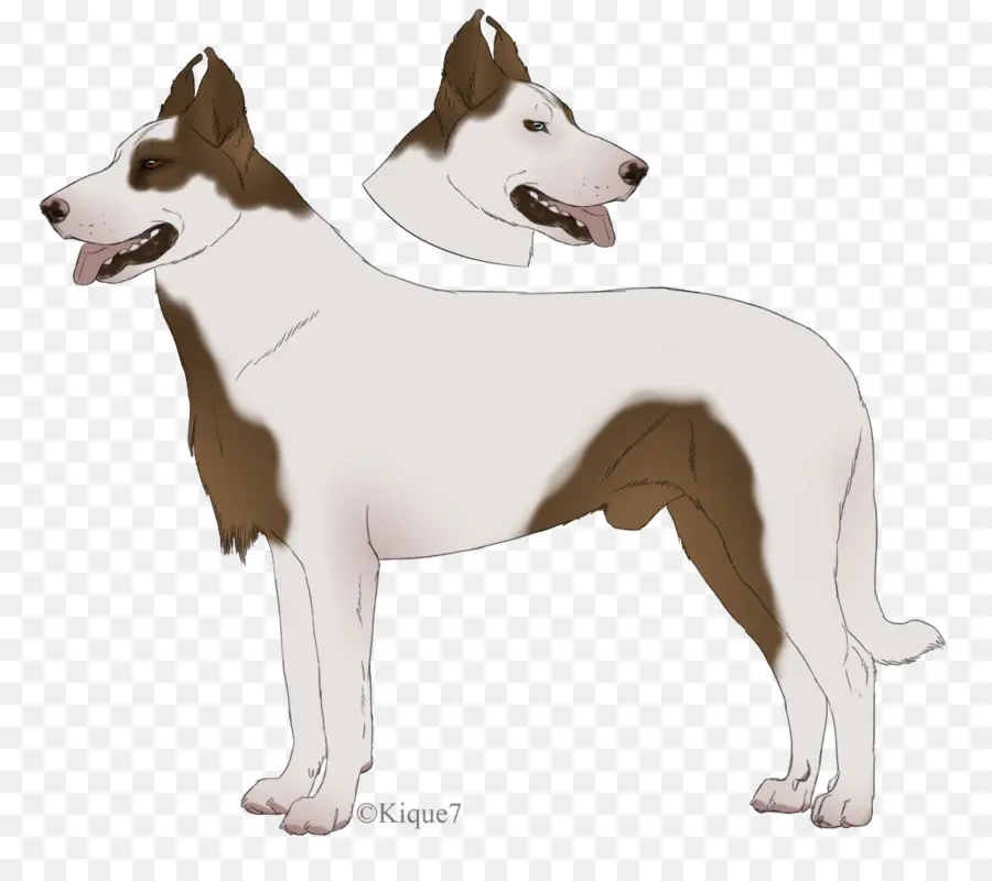 Perro De Dos Cabezas，Perro PNG