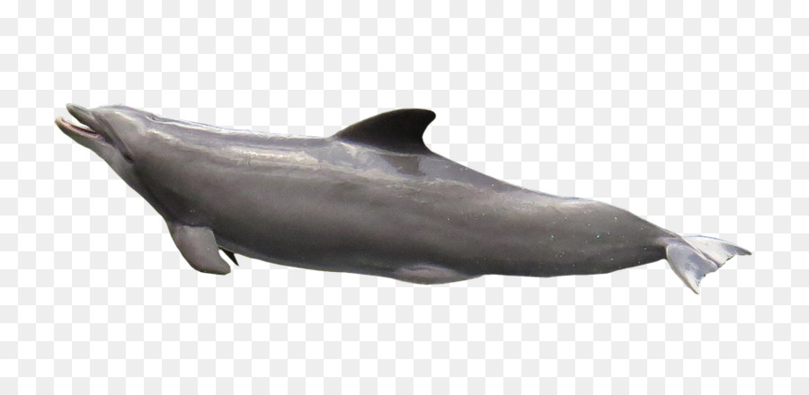 Delphin De Rougtoothed，Delfín Común PNG