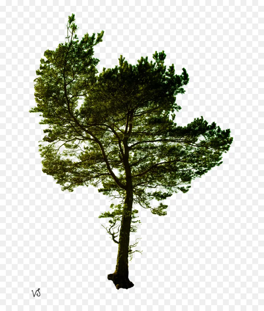 Árbol，Hojas PNG