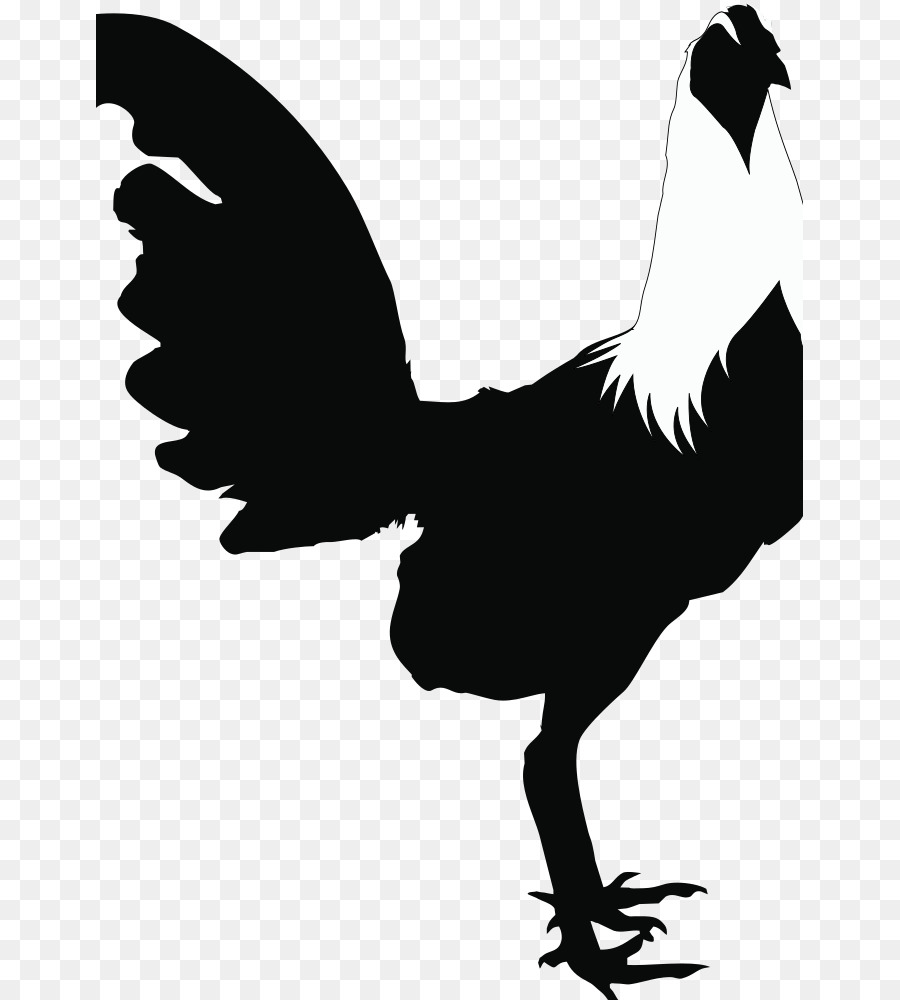 Gallo，Pollo PNG