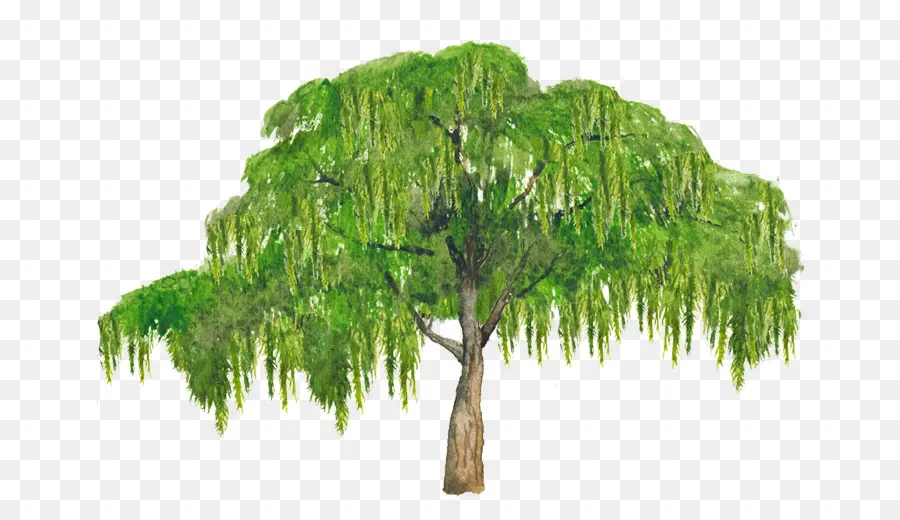 Schinus Molle，Árbol PNG