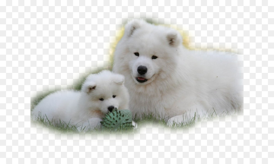 German Spitz Pequeño，Perro Samoyedo PNG