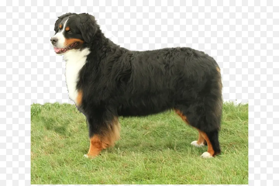 Perro De Montaña De Bernese，Gran Perro De Montaña Suiza PNG