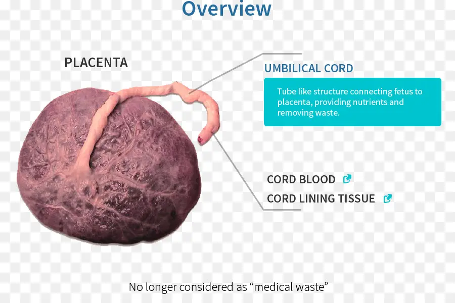 La Placenta，El Embarazo PNG