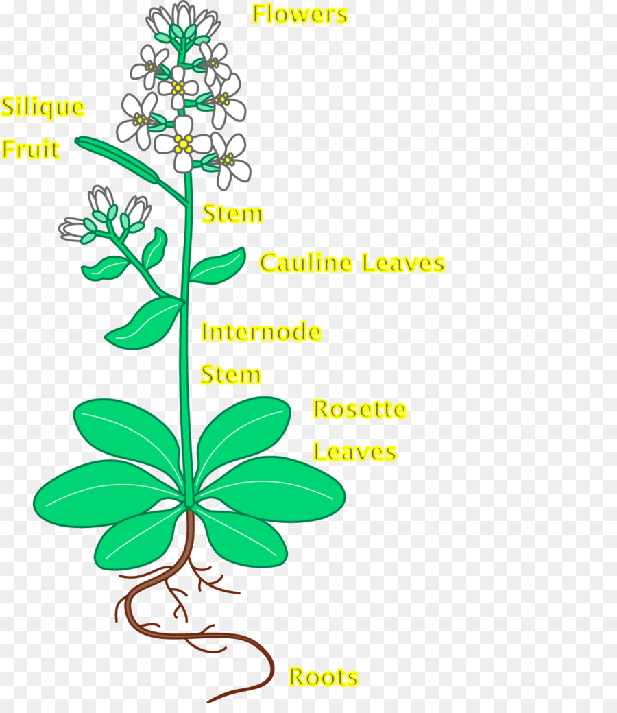 Diagrama De Planta，Botánica PNG