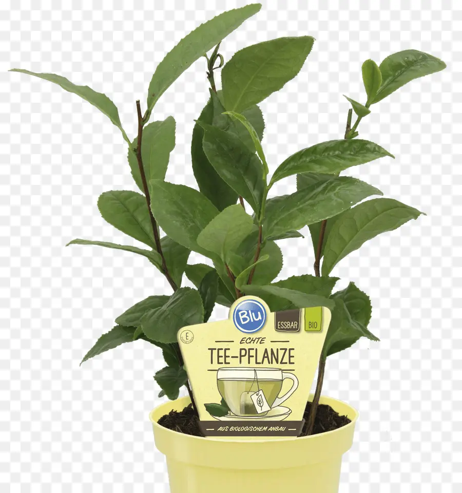 Té Verde，Planta De Té PNG