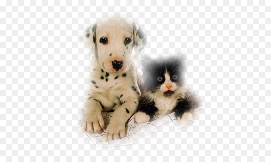 Gatito，Cachorro PNG