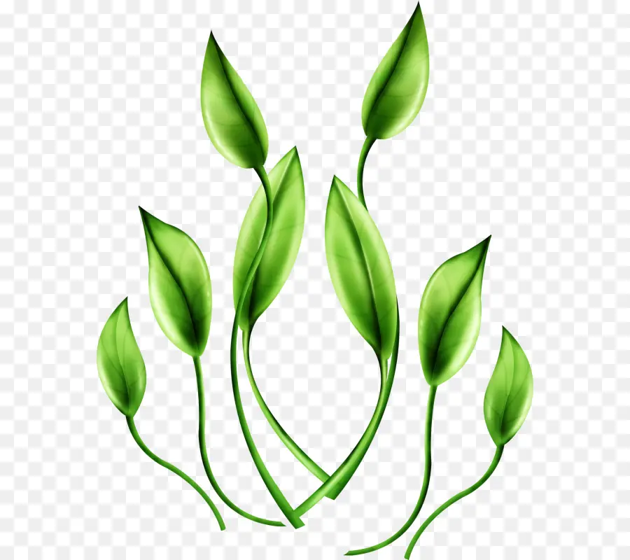 Hojas Verdes，Planta PNG