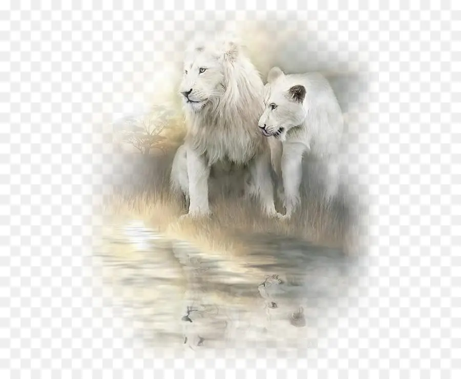 Leones Blancos，Par PNG