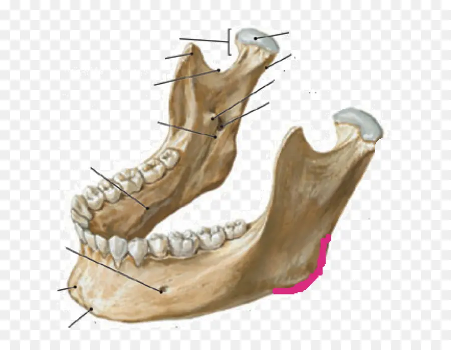 Mandíbula，Anatomía PNG