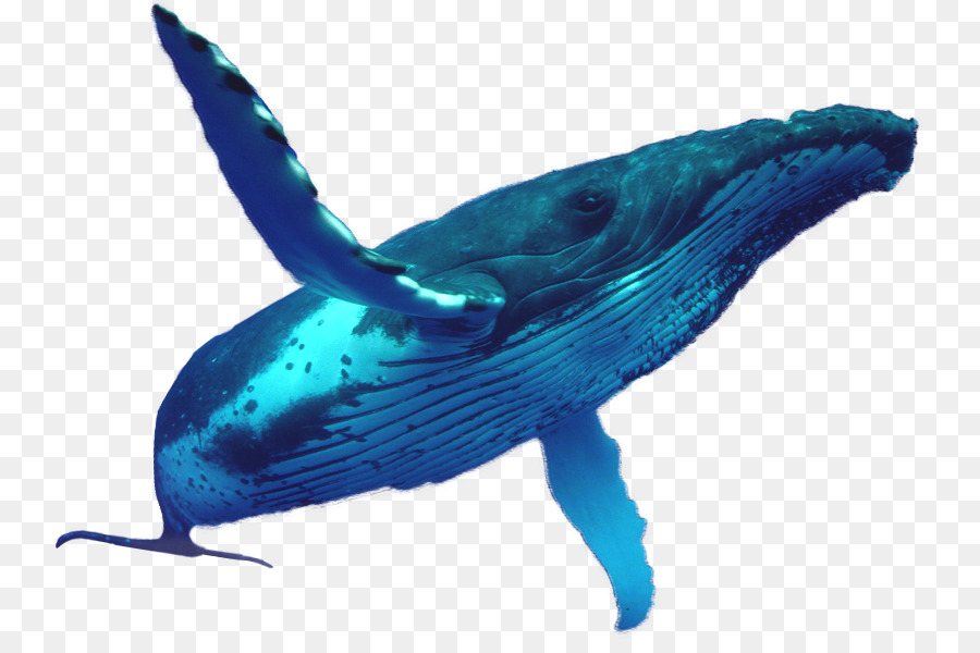 Delfín，Pacífico Vida PNG
