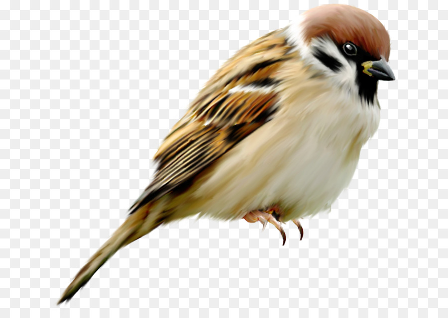 Gorrión，Aves PNG