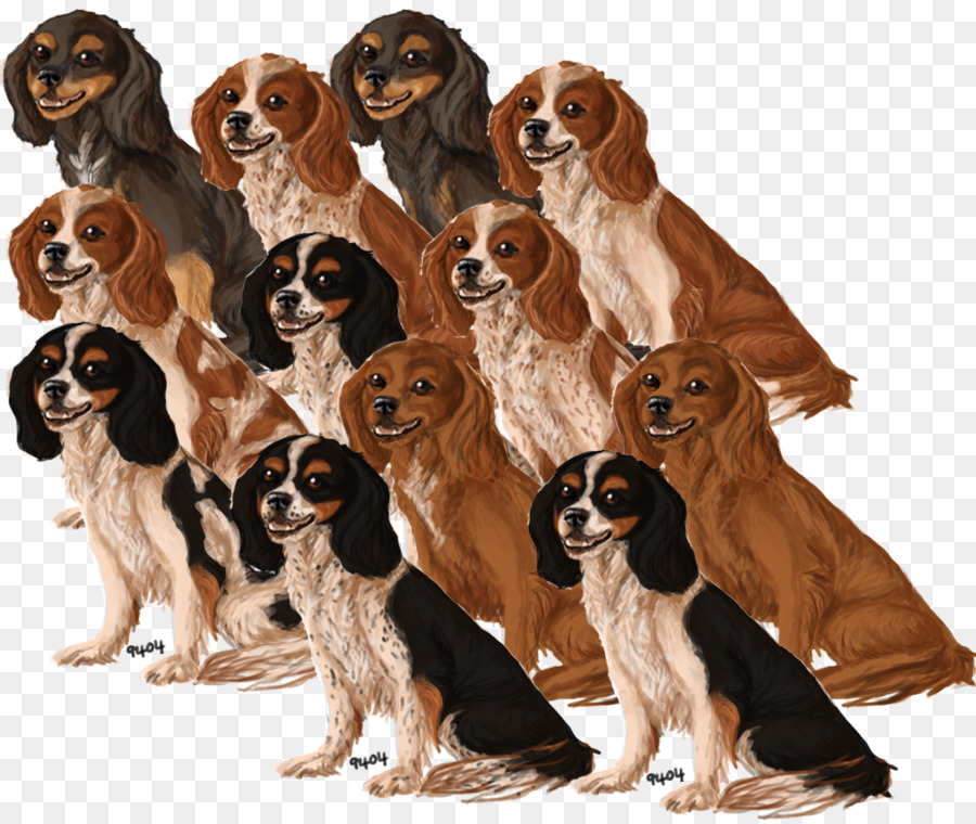 Drenthe Patrijzond，Rey Cavalier Charles Spaniel PNG