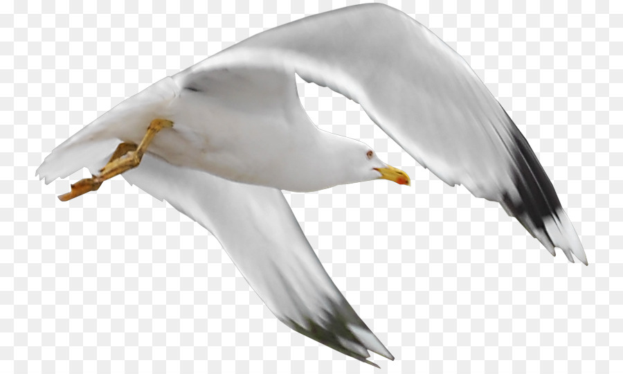 Aves，Mouette PNG