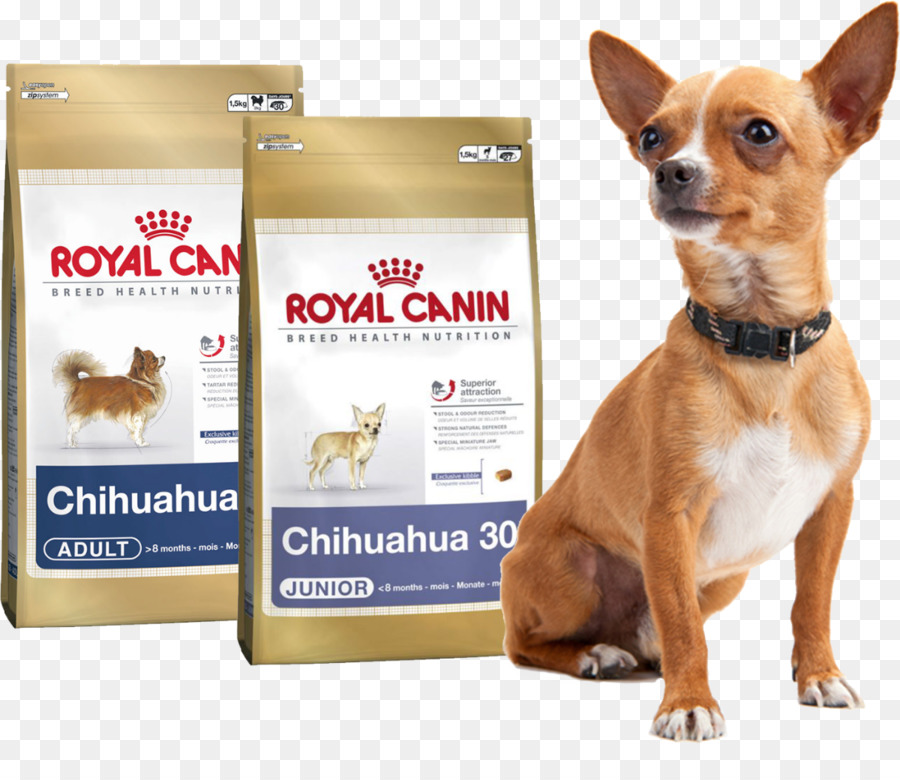 Chihuahua，Mascota PNG