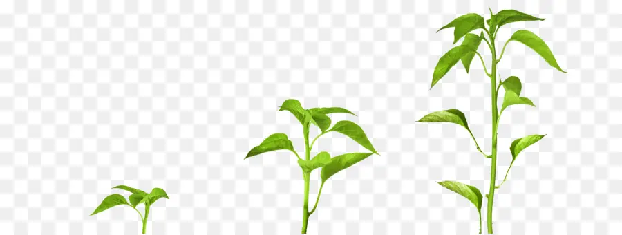 Planta，Raíz PNG