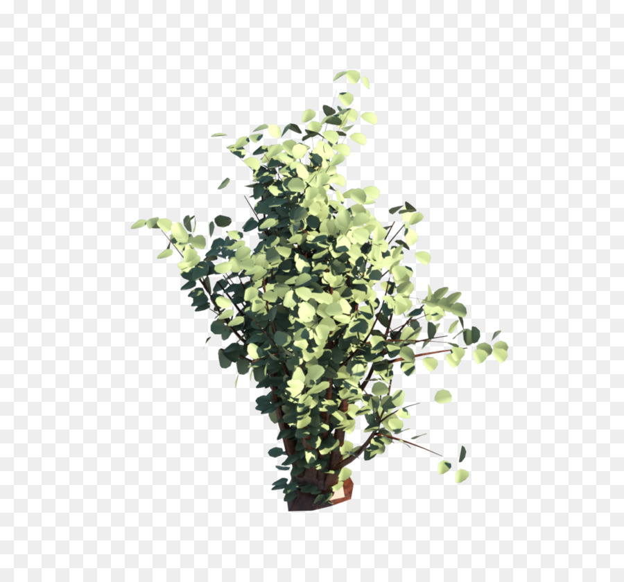 Planta，Verde PNG