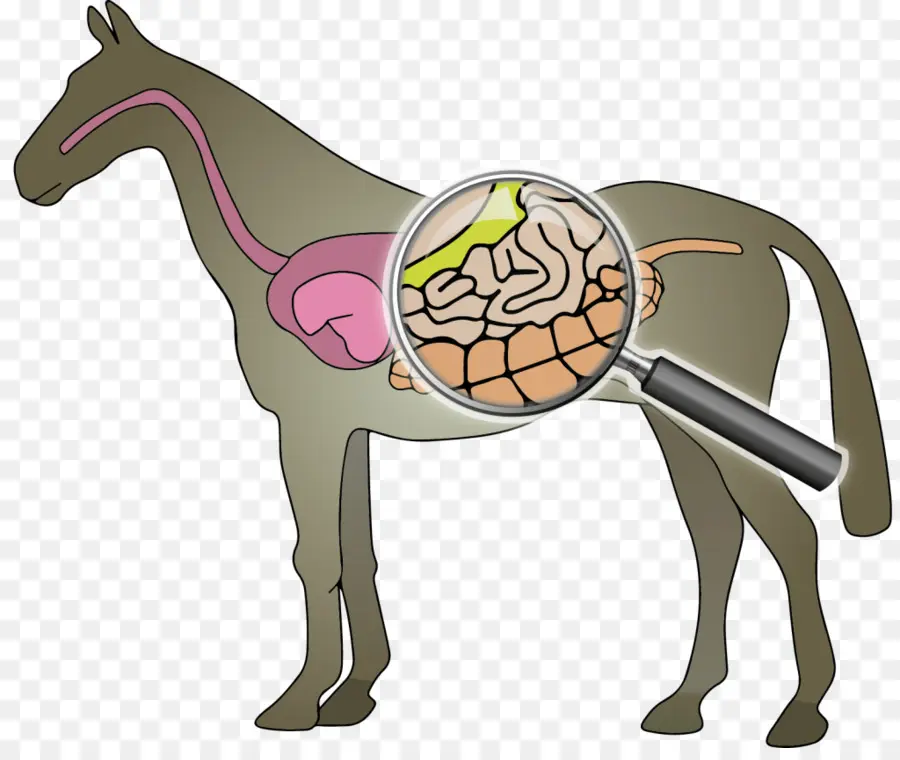 Anatomía Del Caballo，Lupa PNG