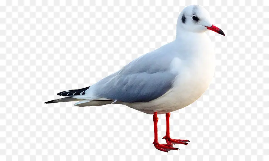 Gaviota，Blanco PNG