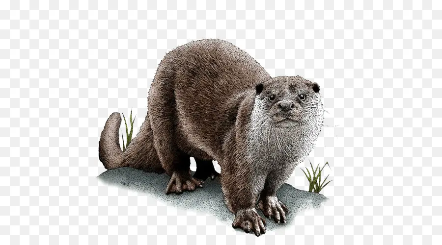 Nutria De Mar，Nutria Asiática Con Nutria PNG