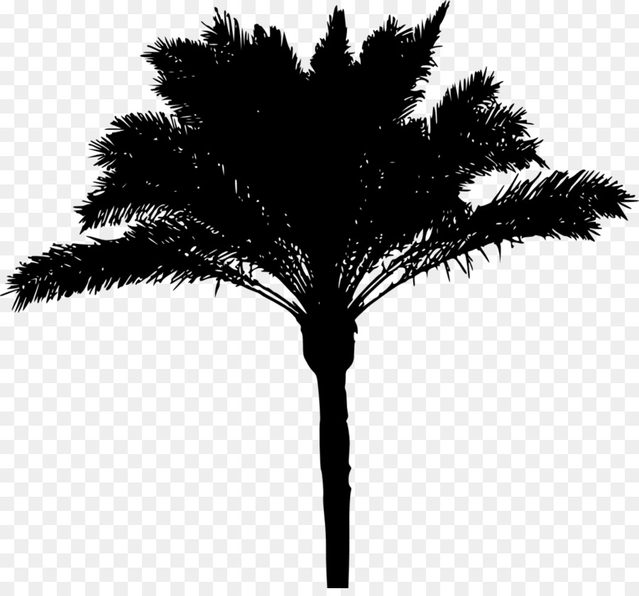 Asiático Palmira Palma，Arecaceae PNG