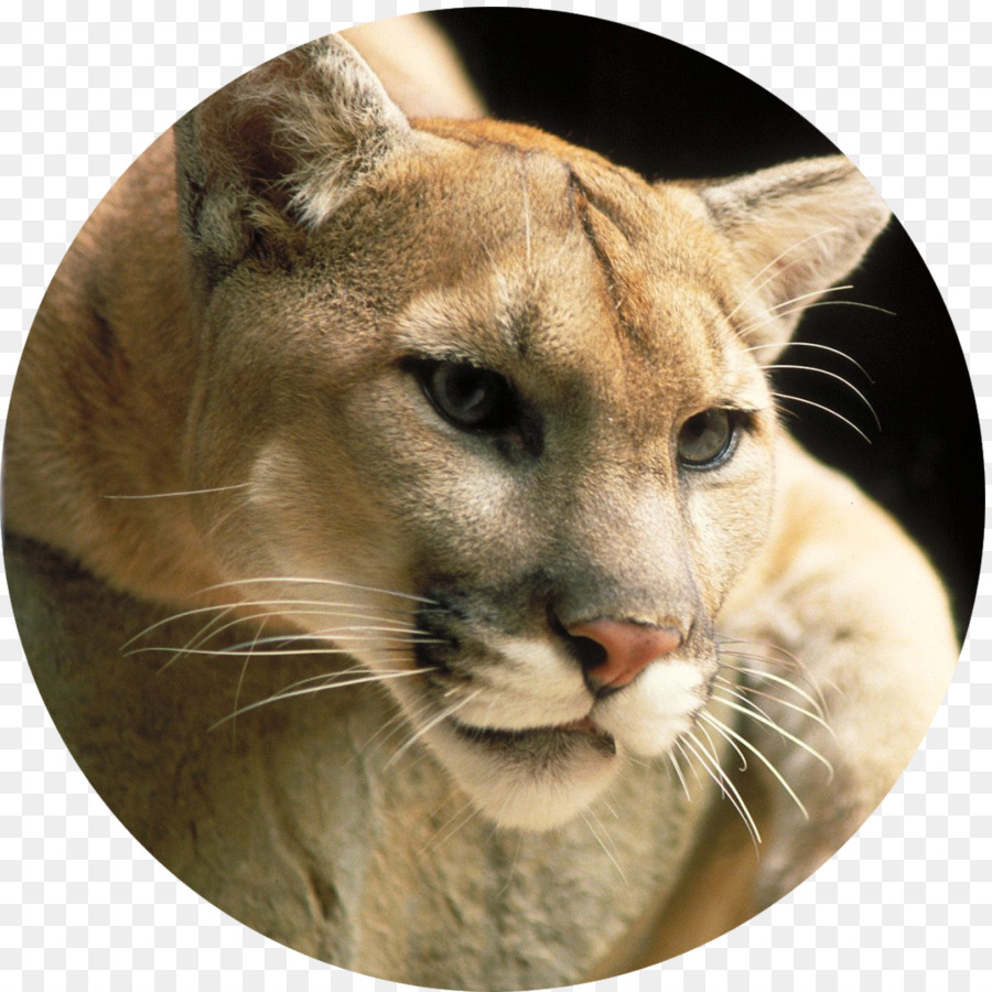 Puma，León PNG