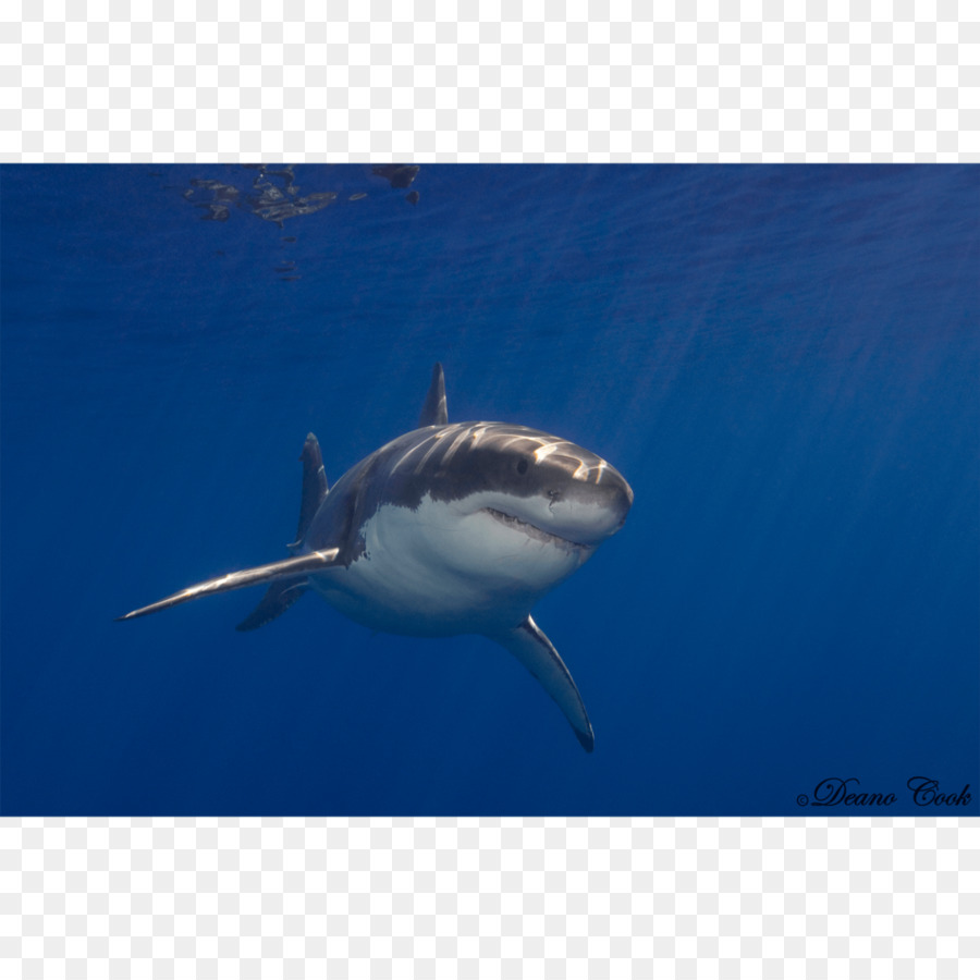 Tiburón，Océano PNG