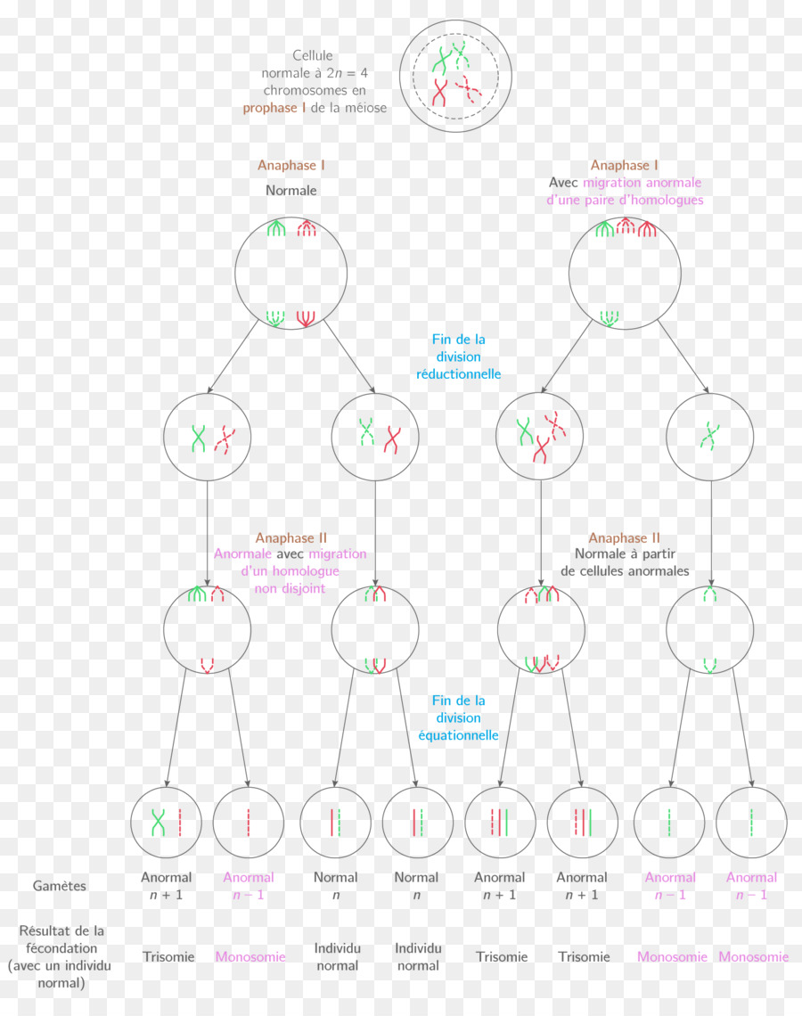 Diseño Gráfico，Diagrama De PNG