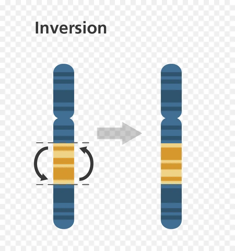 Inversión Cromosómica，La Mutación PNG