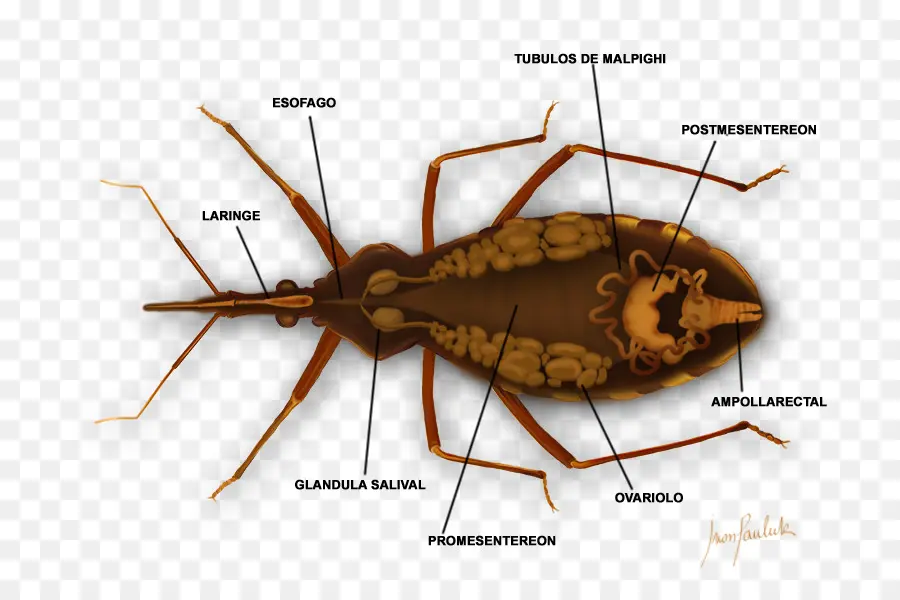 Anatomía De Los Insectos，Esófago PNG