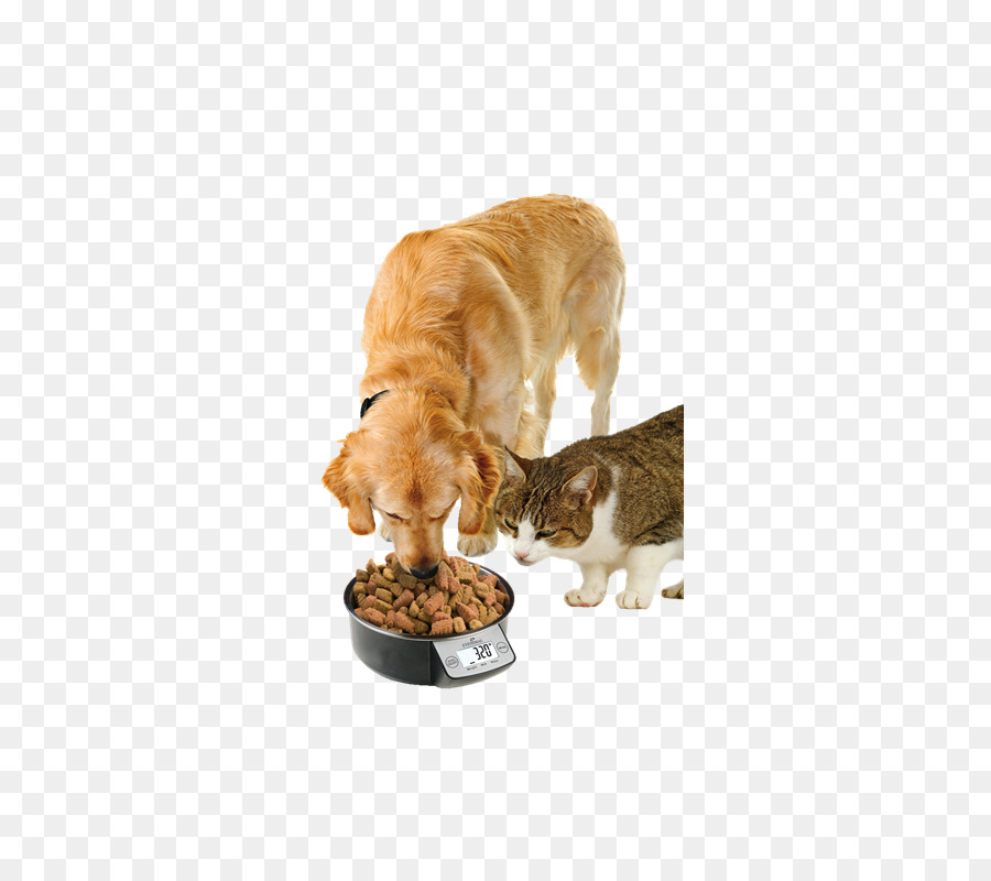 Perro，Cachorro PNG