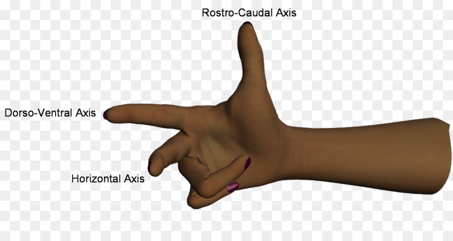 Pulgar，Cuerpo Humano PNG