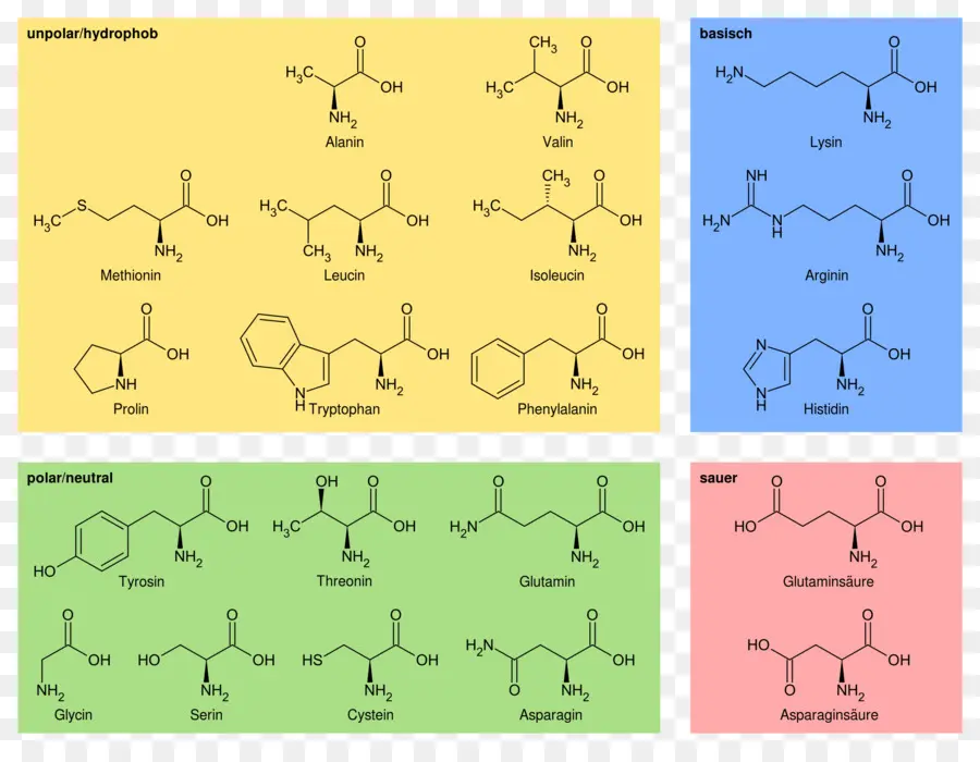 Aminoácidos，Estructura Química PNG