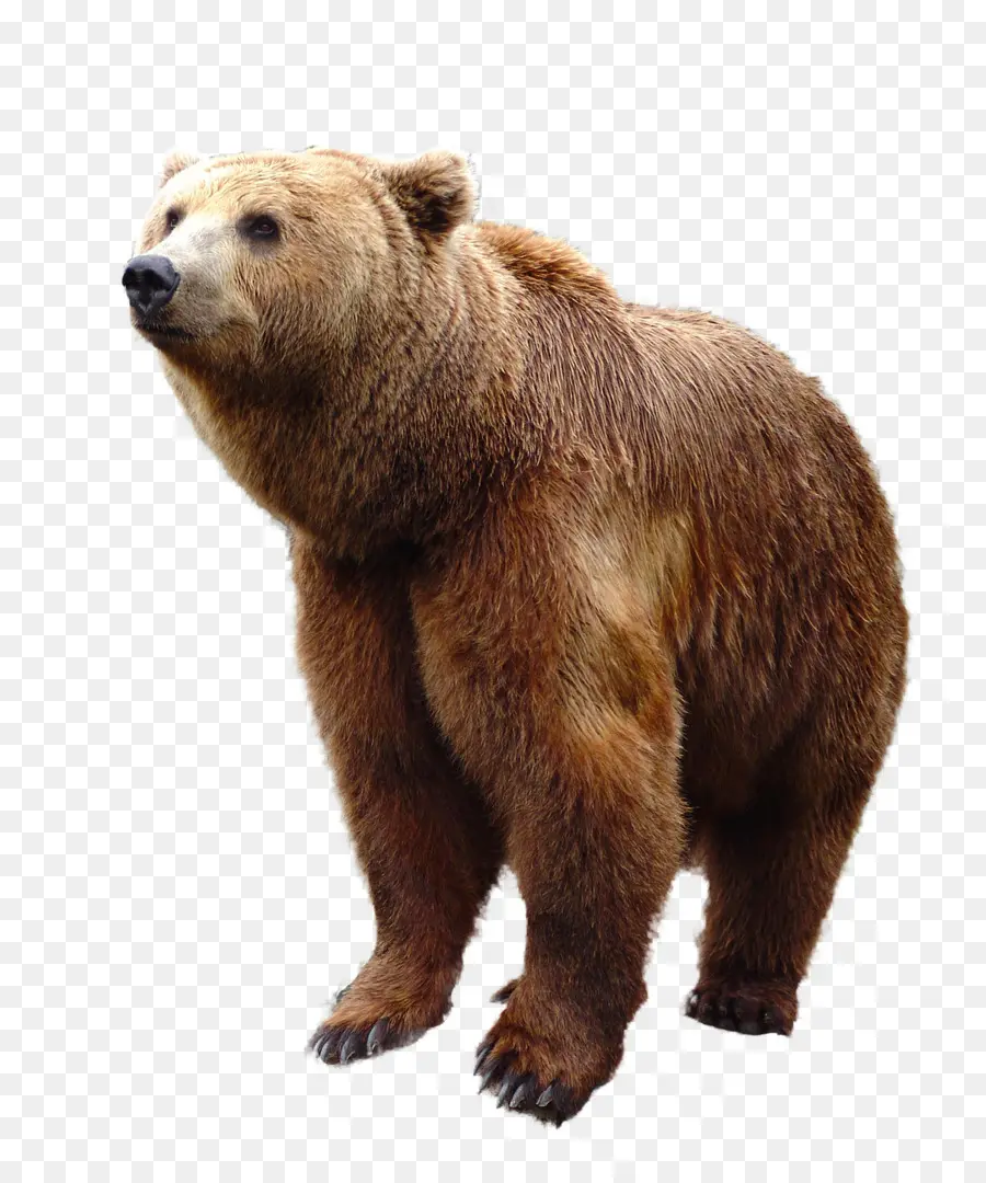 Oso Pardo，Oso PNG