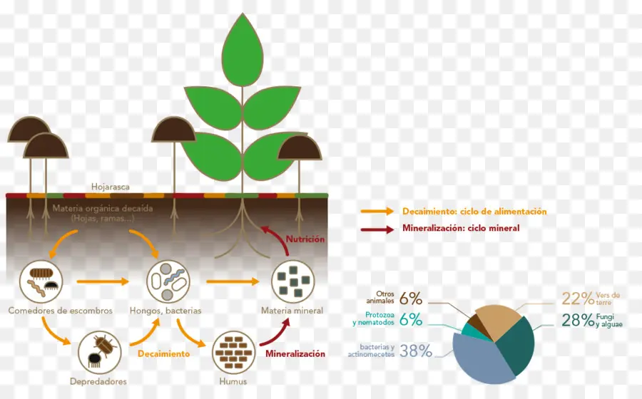 Ciclo De Nutrientes，Suelo PNG