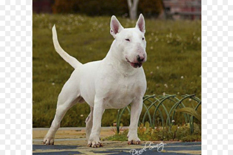 Bull Terrier，Bull Terrier Miniatura PNG