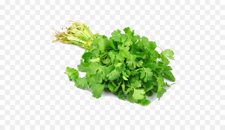 Cilantro，Hierba PNG