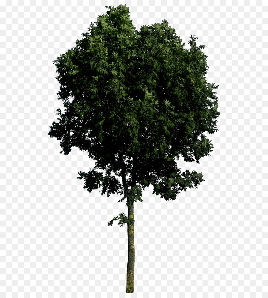 árbol Verde，Planta PNG