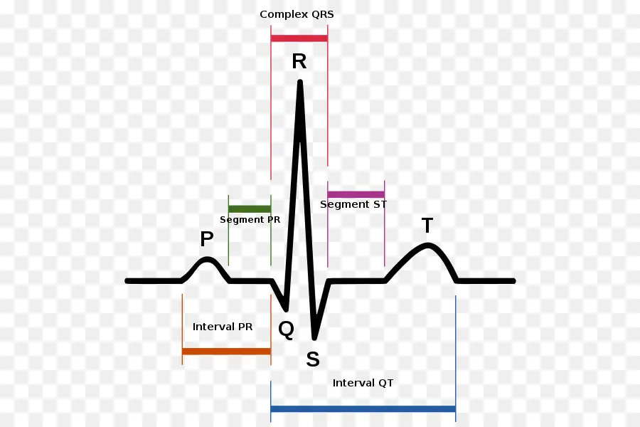 Ritmo Sinusal，Electrocardiografía PNG