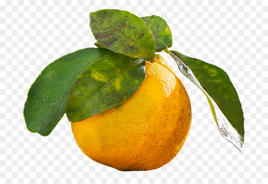 Naranja，Agrios PNG