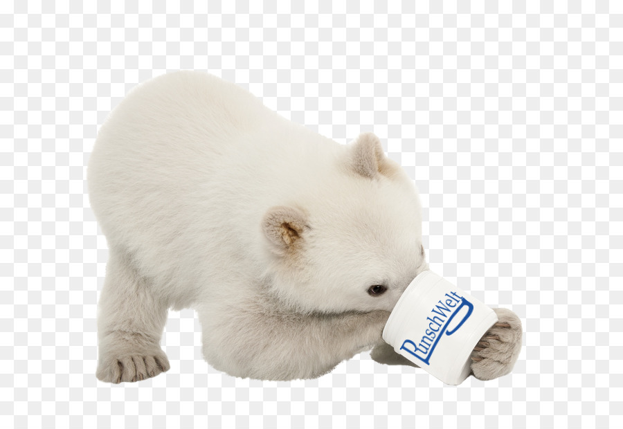 Cachorro De Oso Polar，Bebé PNG