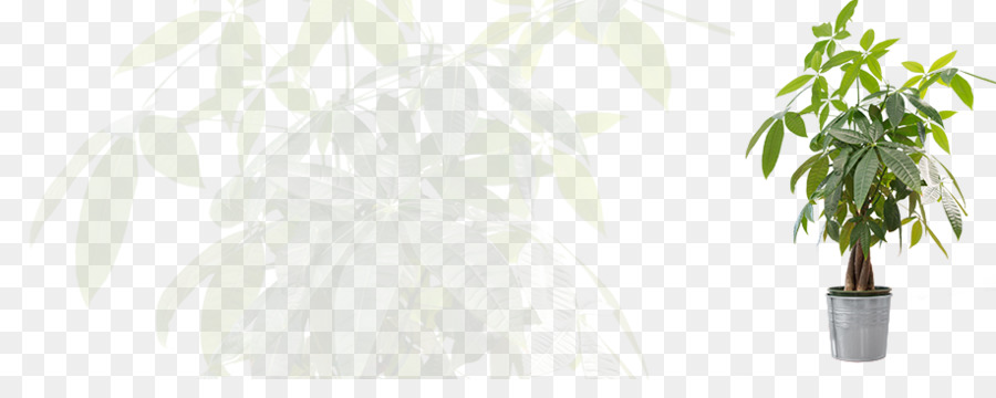 Maceta，Blanco PNG