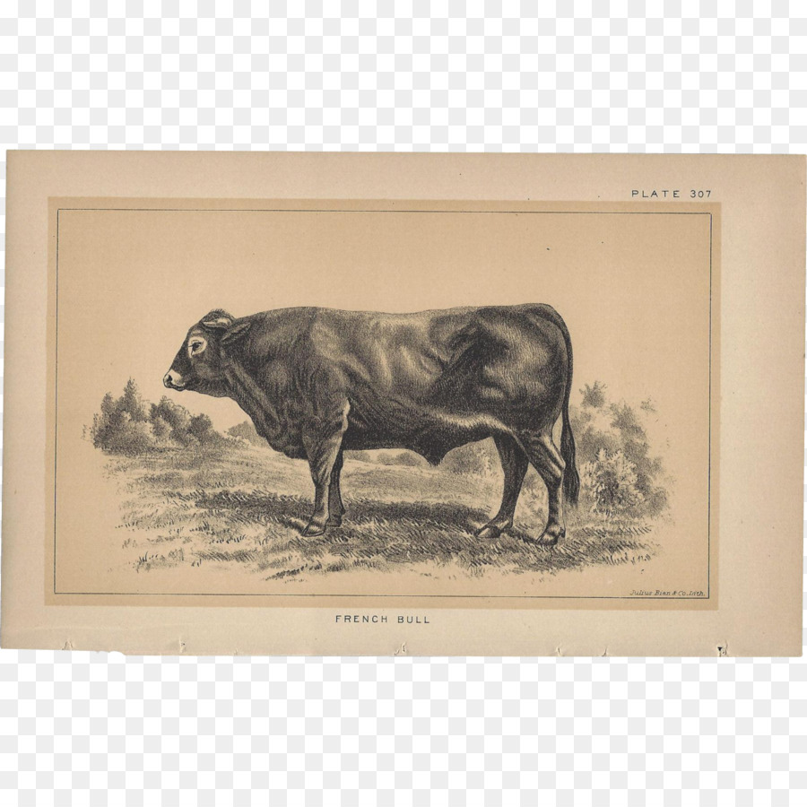 Vaca，Animal PNG