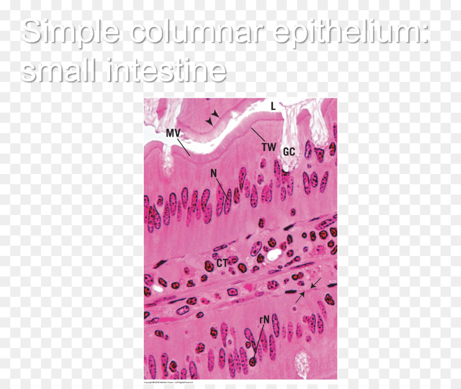 Epitelio Escamoso Simple，La Histología PNG