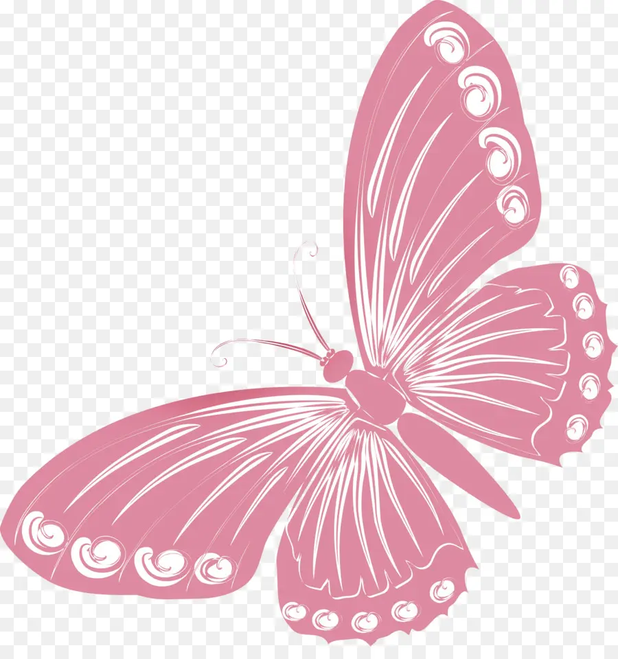 Mariposa，Dibujo PNG