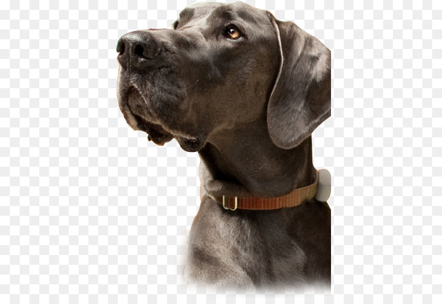 Weimaraner，Labrador Retriever PNG