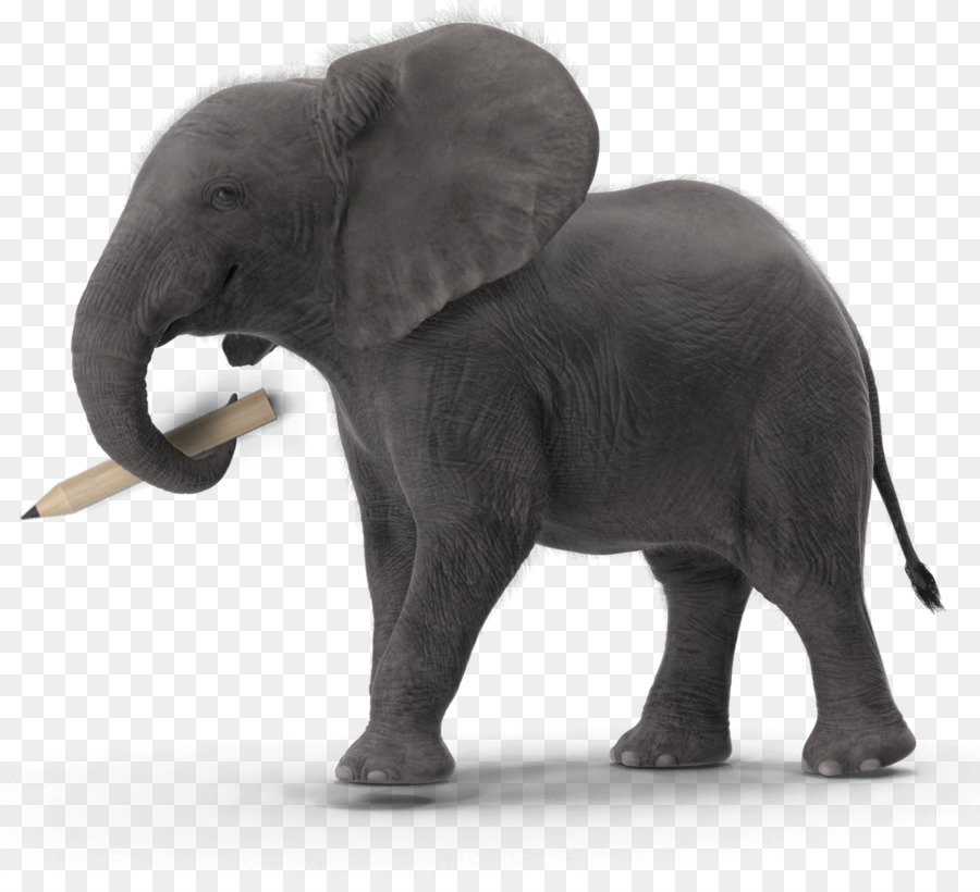 Elefante Indio，Diseño Gráfico PNG